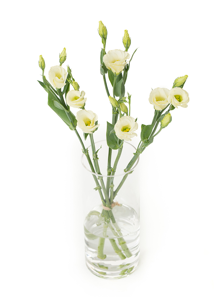 【生花】トルコキキョウ・無花粉(白) 品種おまかせの全体写真のアップ