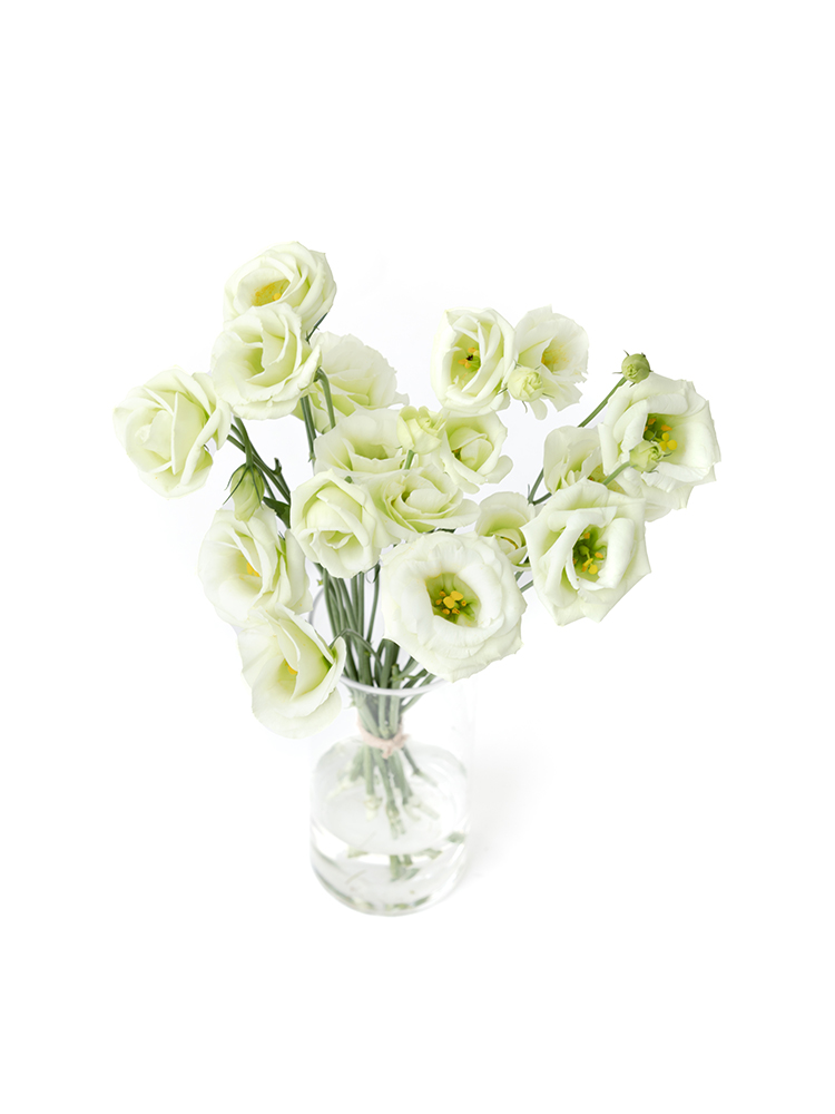 【生花】トルコキキョウ(緑) 品種おまかせの全体写真のアップ