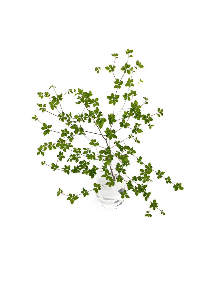 【生花】ツツジ ドウダンツツジの全体写真のアップ