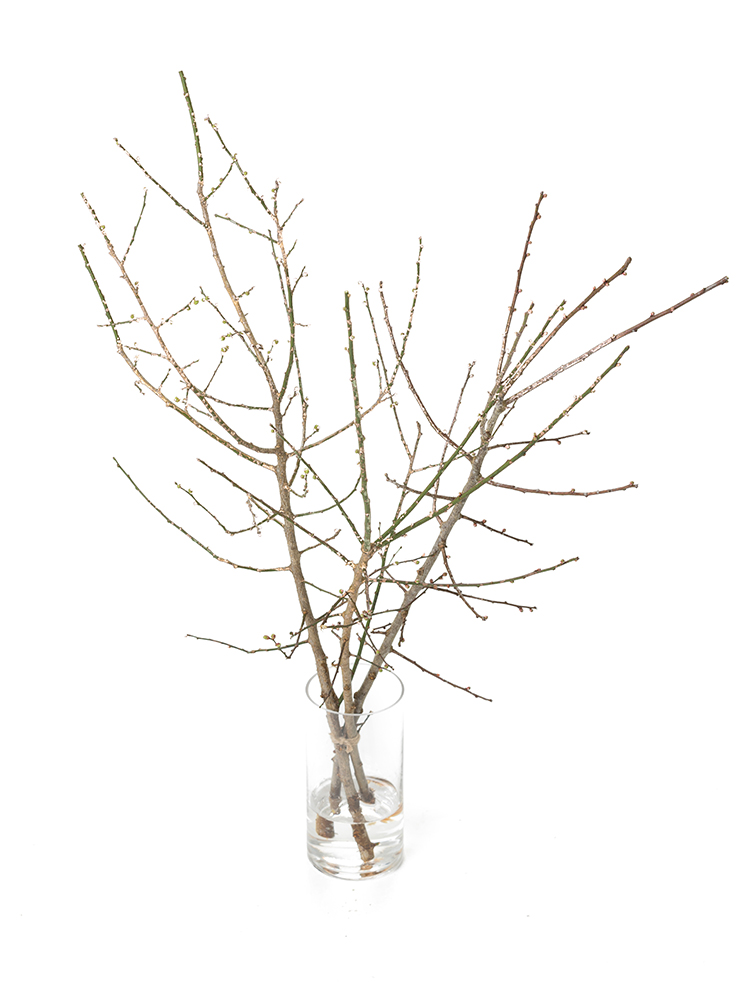 【生花】ウメ 白梅の全体写真のアップ