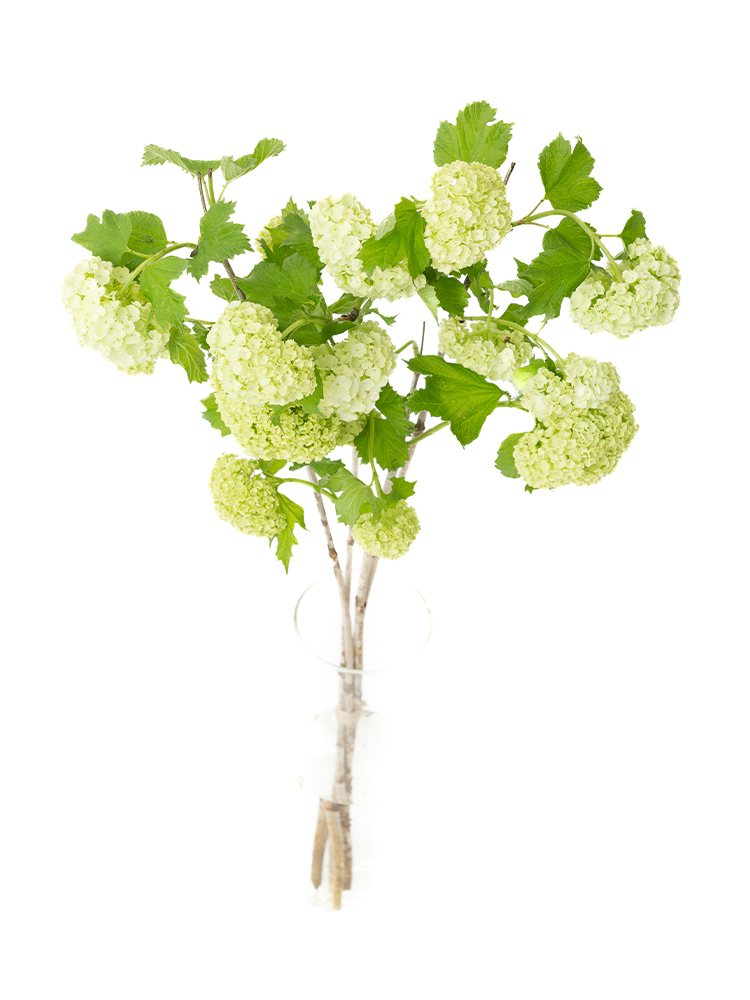 【生花】ビバーナム スノーボールの全体写真のアップ