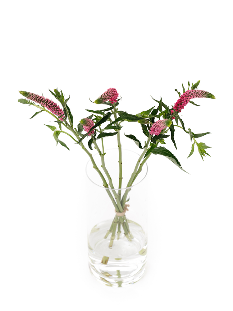 【生花】ベロニカ(ピンク) 品種おまかせの全体写真のアップ