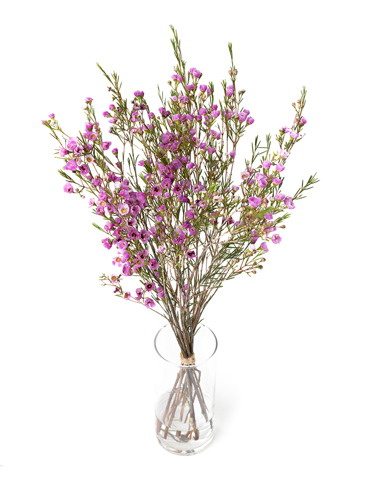 【生花】ワックスフラワー ワックスピンクの全体写真のアップ