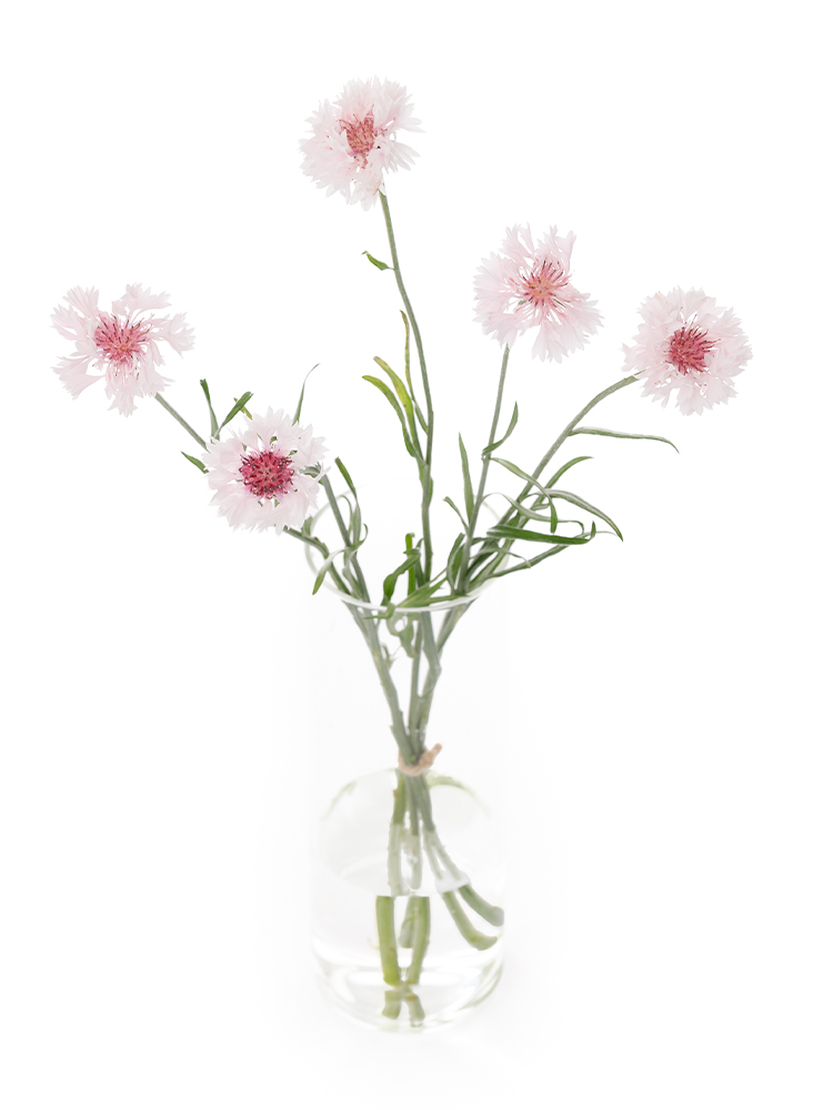 【生花】ヤグルマギク(セントーレア) 矢車桃の全体写真のアップ