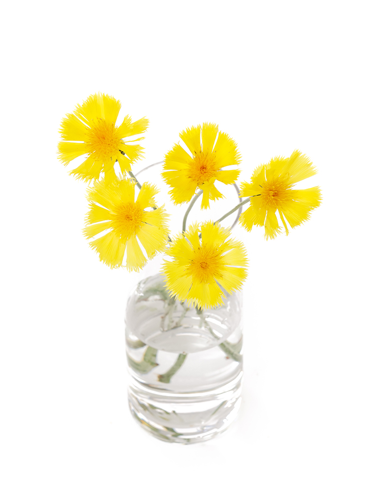 【生花】ヤグルマギク(セントーレア) イエローサルタンの全体写真のアップ