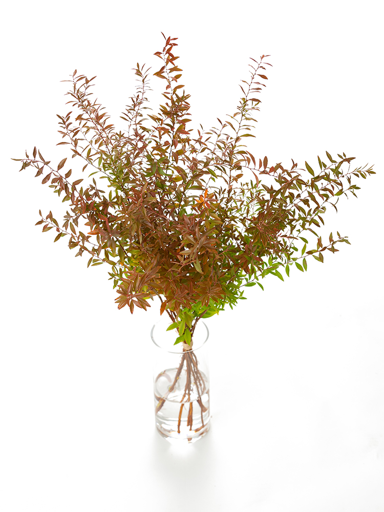 【生花】ヤナギ 雪柳(紅葉)の全体写真のアップ
