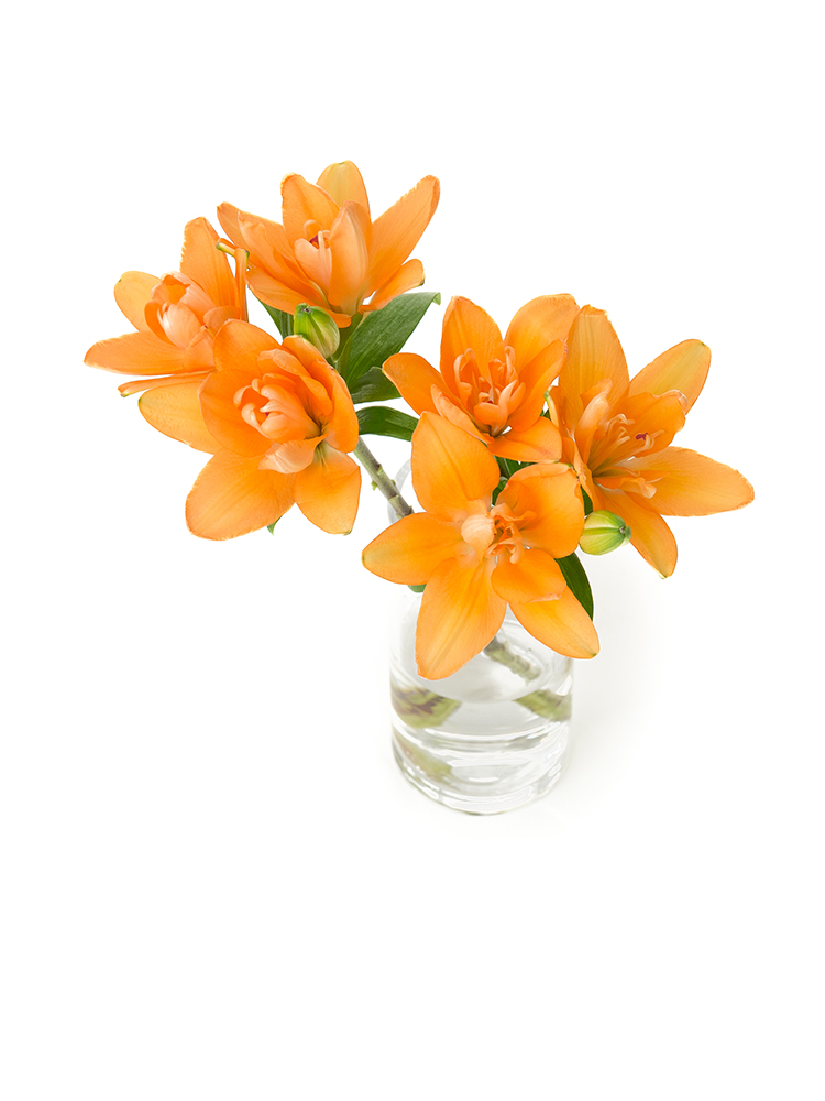 【生花】ユリ(アジアティックハイブリッド) タイニーダブルユーの全体写真のアップ