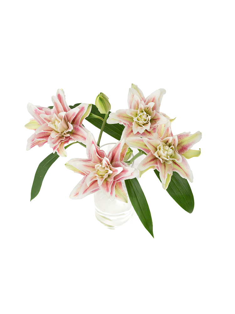 【生花】ユリ(オリエンタル) ダブルダイヤモンドの全体写真のアップ