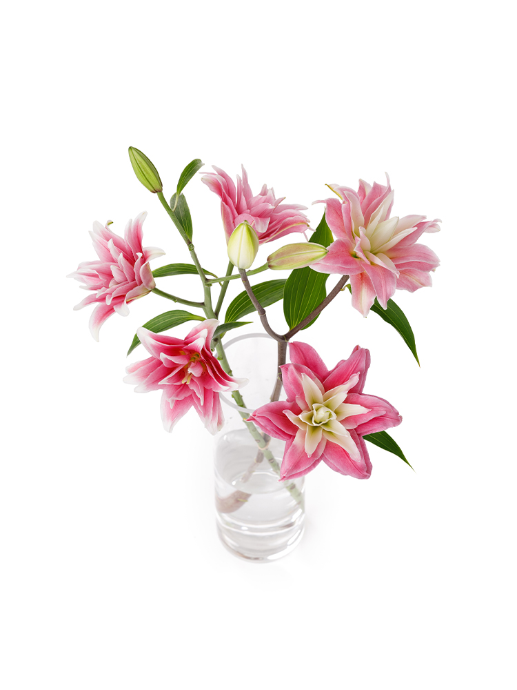 【生花】ユリ(オリエンタル) カダンゴの全体写真のアップ