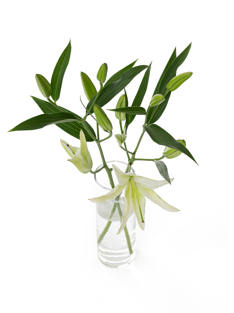 【生花】ユリ(オリエンタル) シベリアの全体写真のアップ