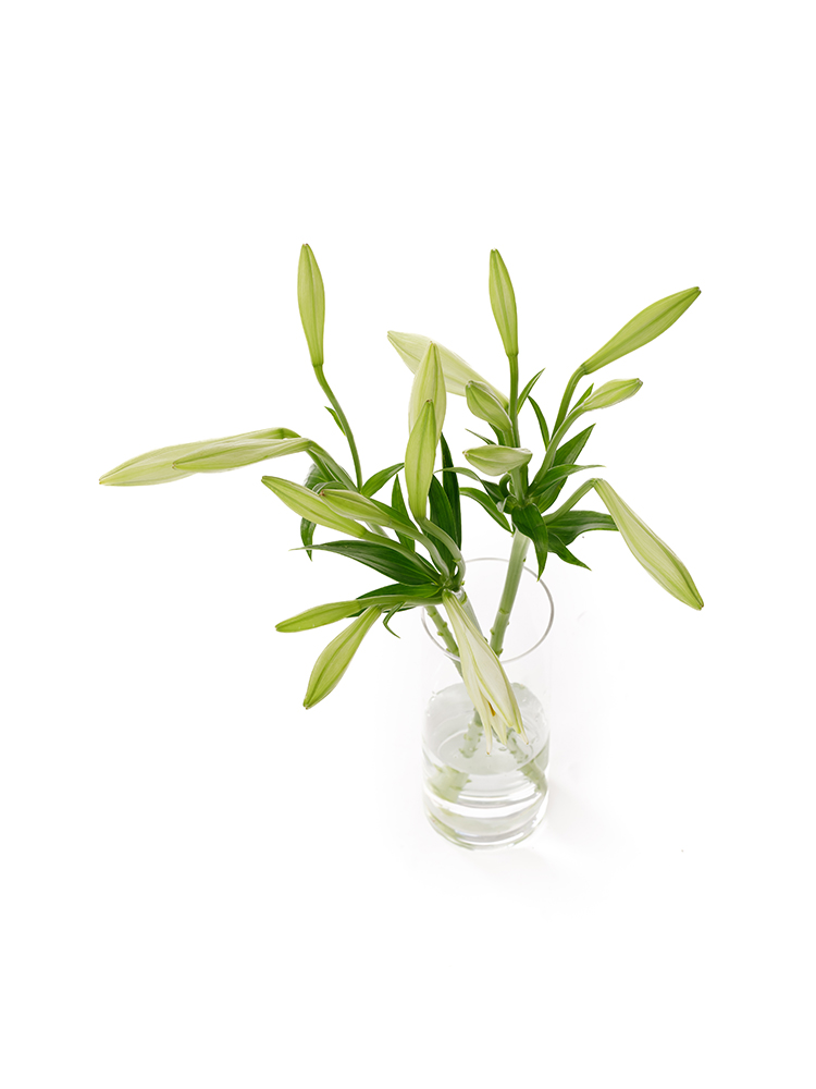 【生花】テッポウユリ(白) 品種おまかせの全体写真のアップ