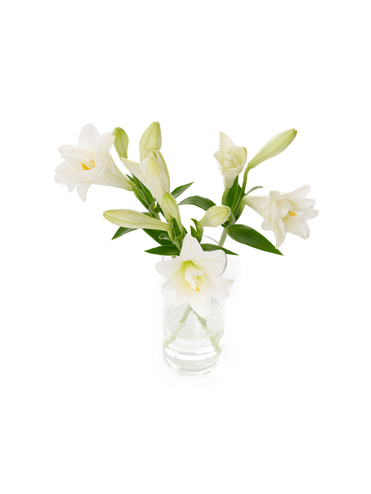 【生花】テッポウユリ(八重咲き) 咲八姫の全体写真のアップ