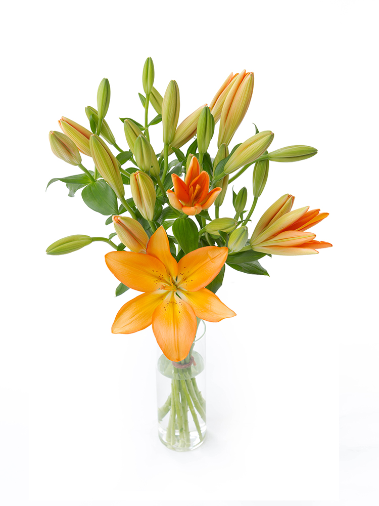 【生花】ユリ(LA) チェザーレの全体写真のアップ