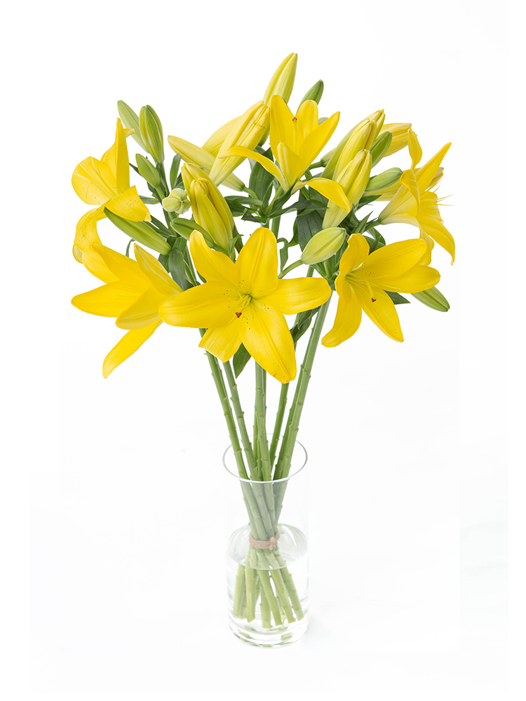 【生花】ユリ(LA) 品種おまかせ(黄)の全体写真のアップ