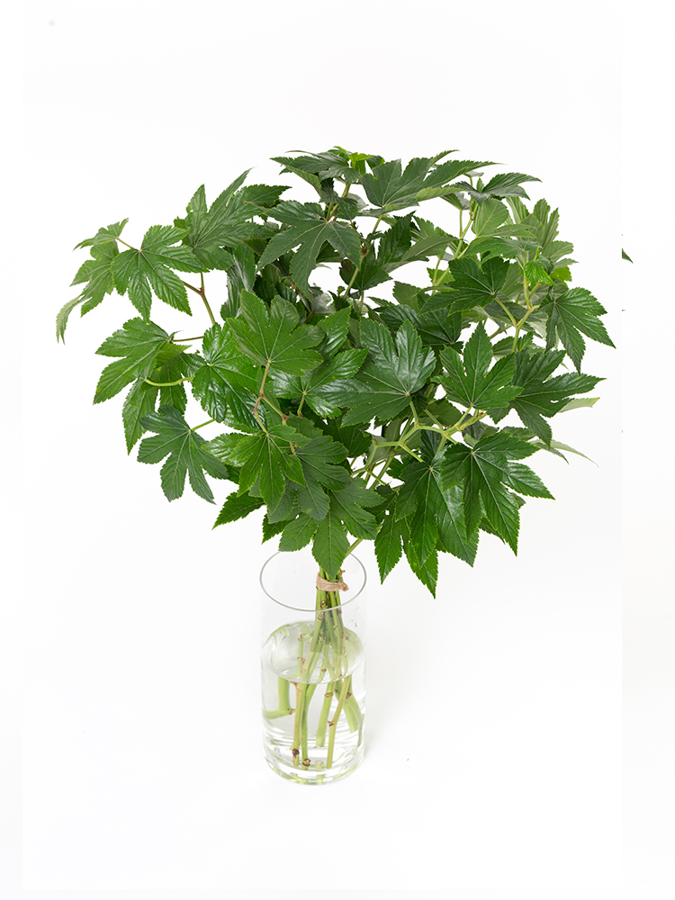 【生花】キイチゴ ベビーハンズの全体写真のアップ