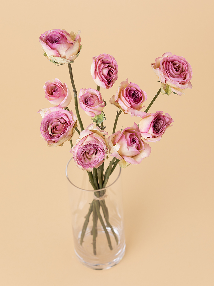 【高級ドライ】バラ ソルベットアヴァランチェの全体写真のアップ