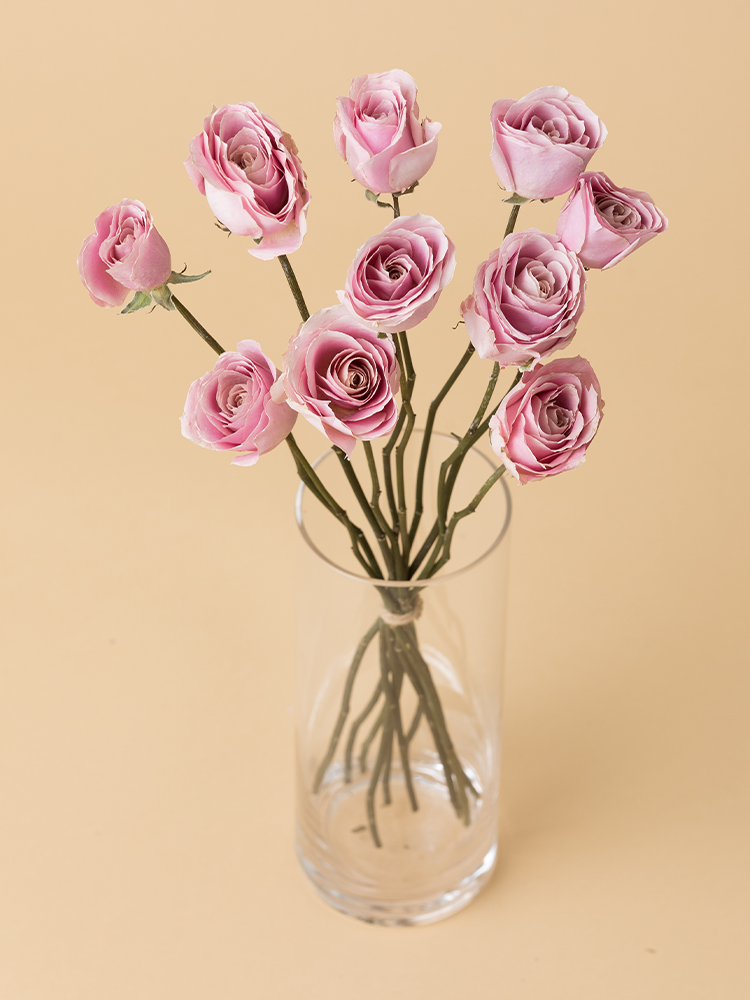 【高級ドライ】バラ スイートアヴァランチェ+の全体写真のアップ