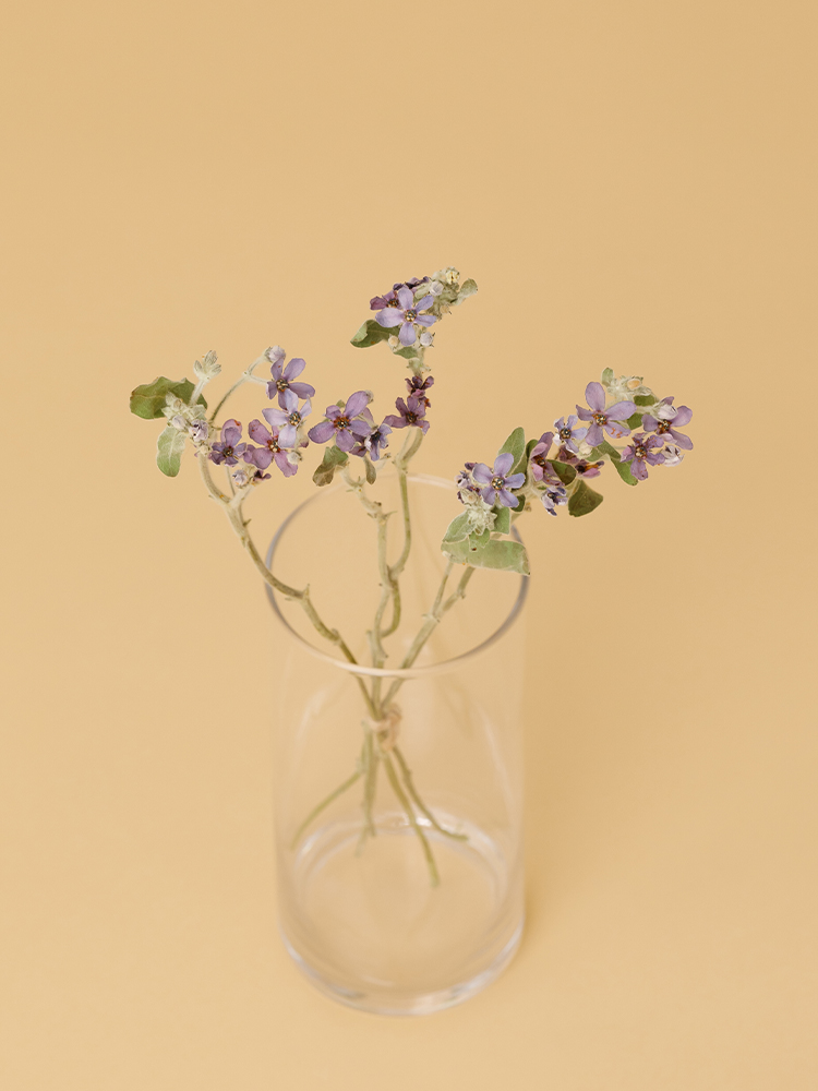 【高級ドライ】ブルースター　ピュアブルーの全体写真のアップ