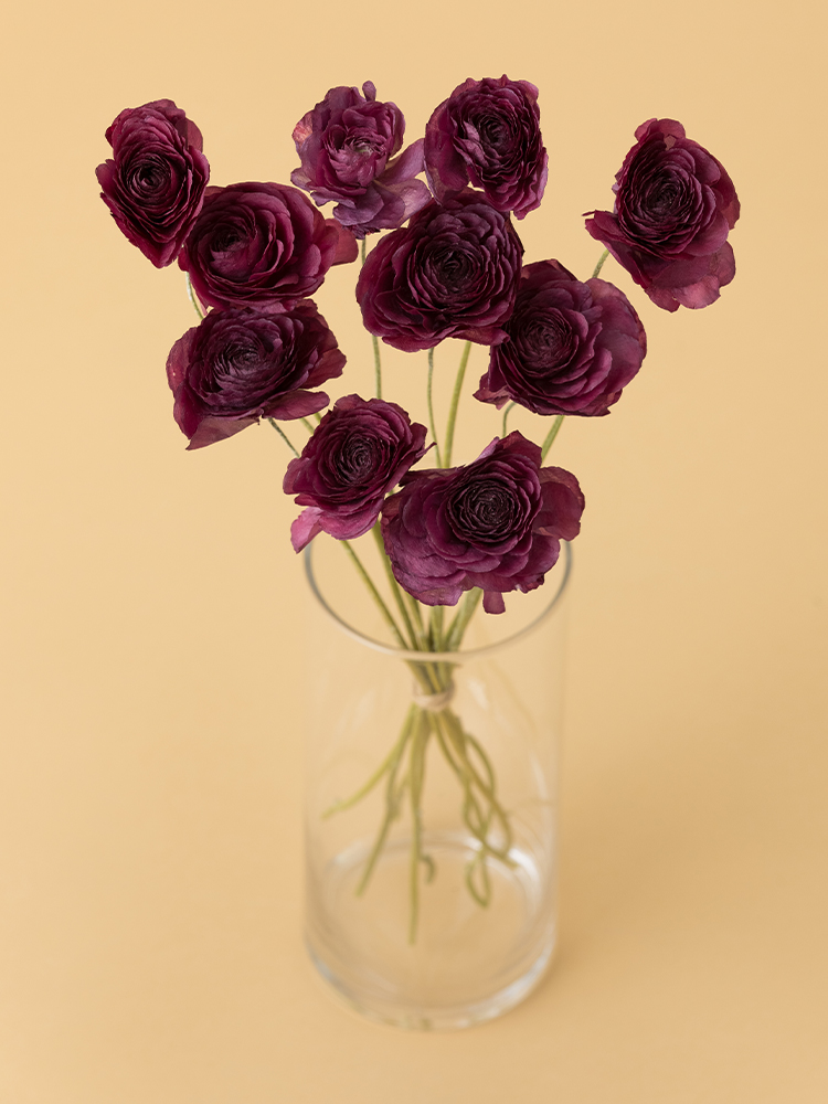 【高級ドライ】ラナンキュラス 紅てまりの全体写真のアップ