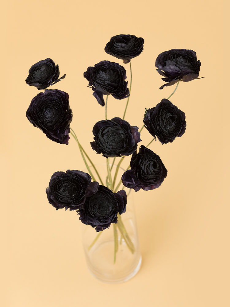 【高級ドライ】ラナンキュラス　ギルタブの全体写真のアップ