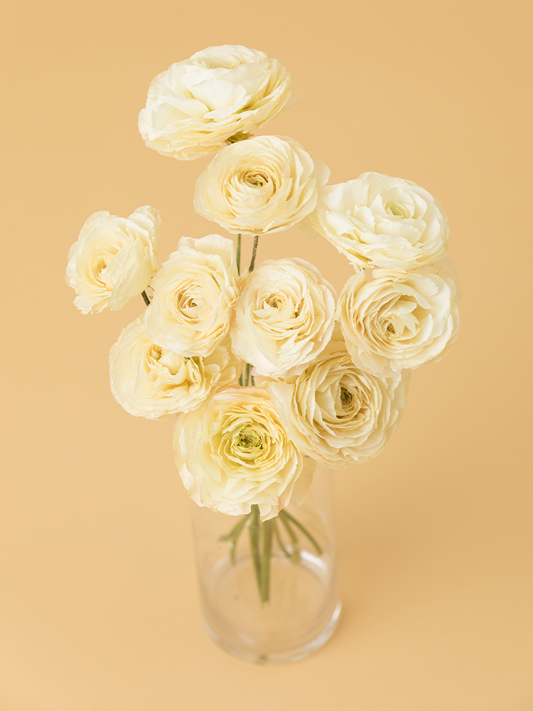 【高級ドライ】ラナンキュラス　モンタンベールの全体写真のアップ