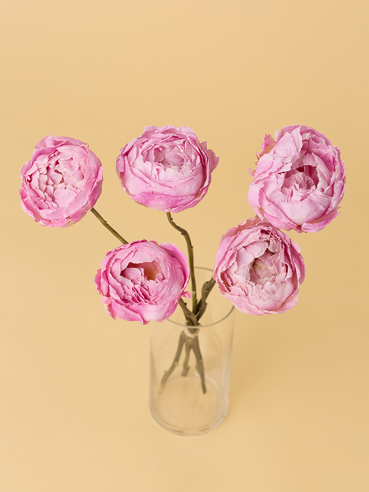 【高級ドライ】シャクヤク　ルーズベルトの全体写真のアップ