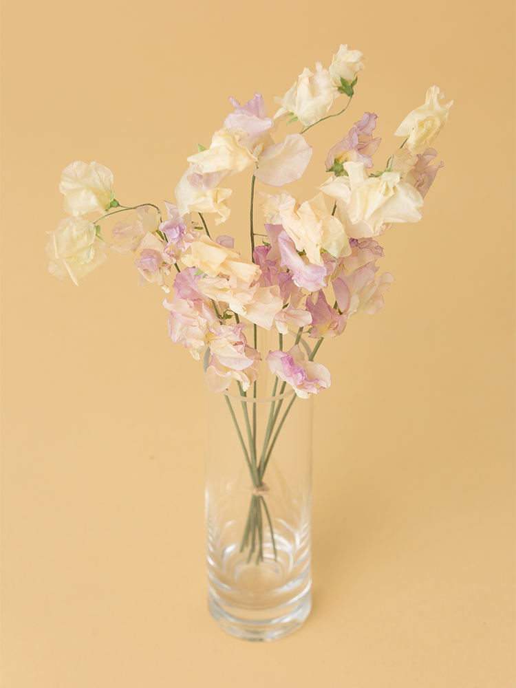 【高級ドライ】スイートピー エンジェルキッスの全体写真のアップ