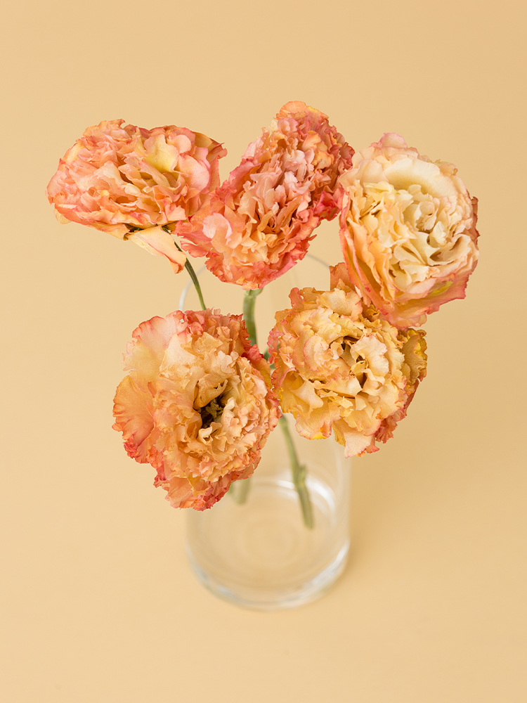 【高級ドライ】トルコキキョウ・フリンジ(アプリコット)の全体写真のアップ