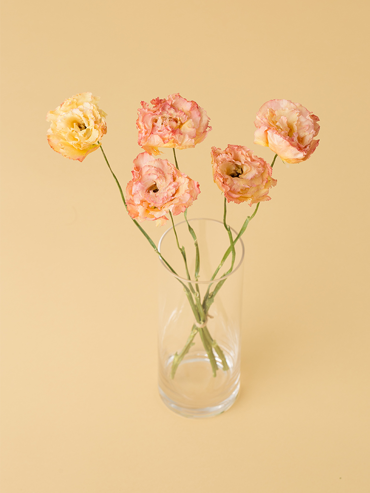 【高級ドライ】トルコキキョウ・フリンジ(ピンク) 品種おまかせの全体写真のアップ