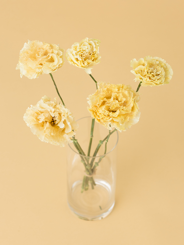 【高級ドライ】トルコキキョウ・フリンジ(白)　品種おまかせの全体写真のアップ