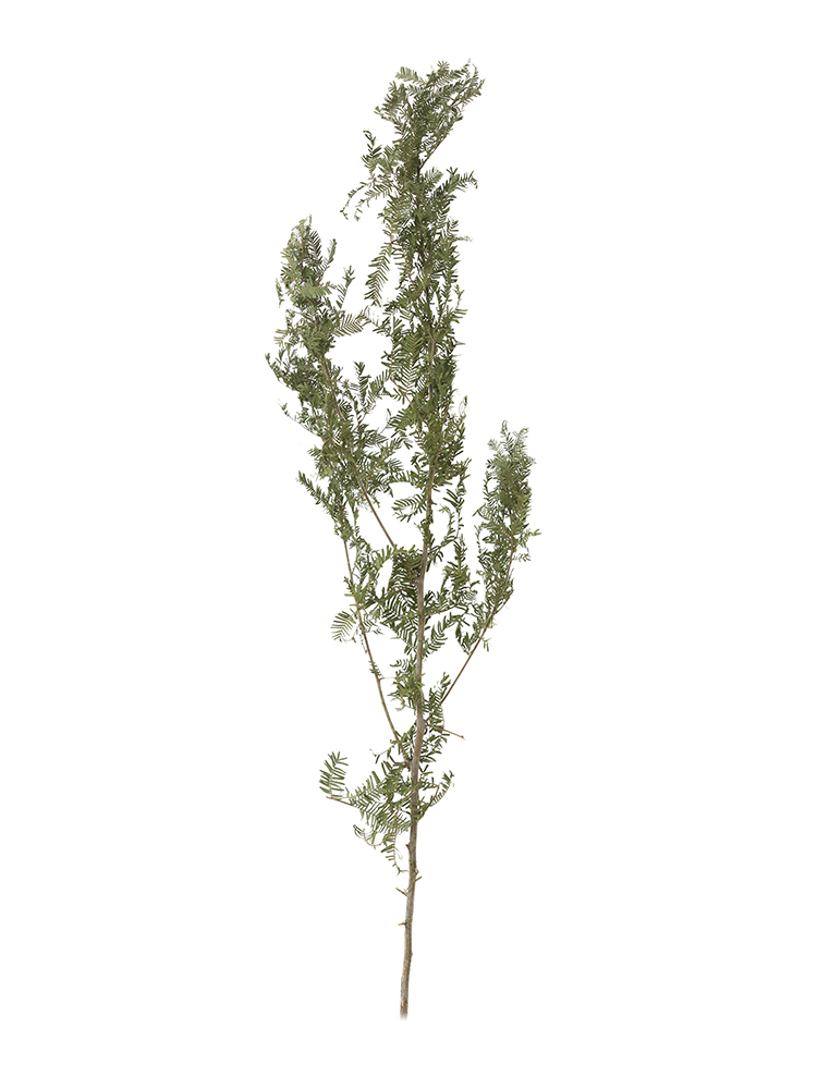 【ドライ】アカシア　銀葉アカシア1本