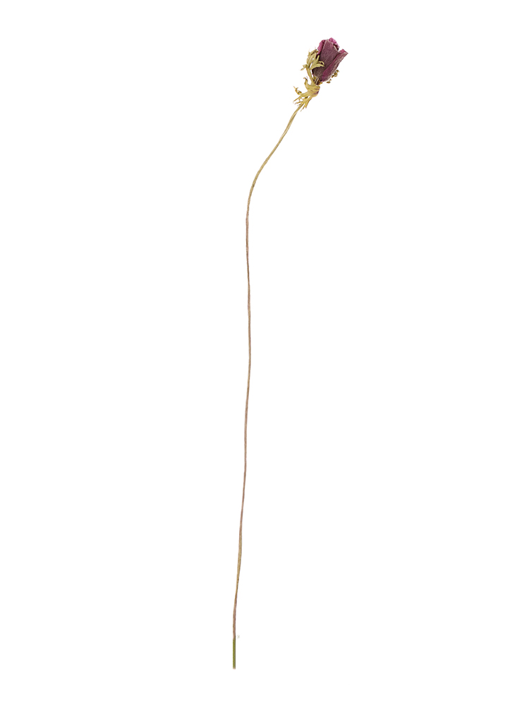 【ドライ】アネモネ　品種おまかせ1本