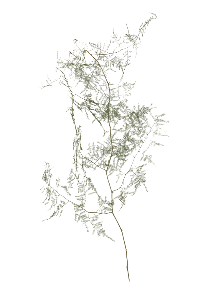 【ドライ】アスパラ ペラ1本