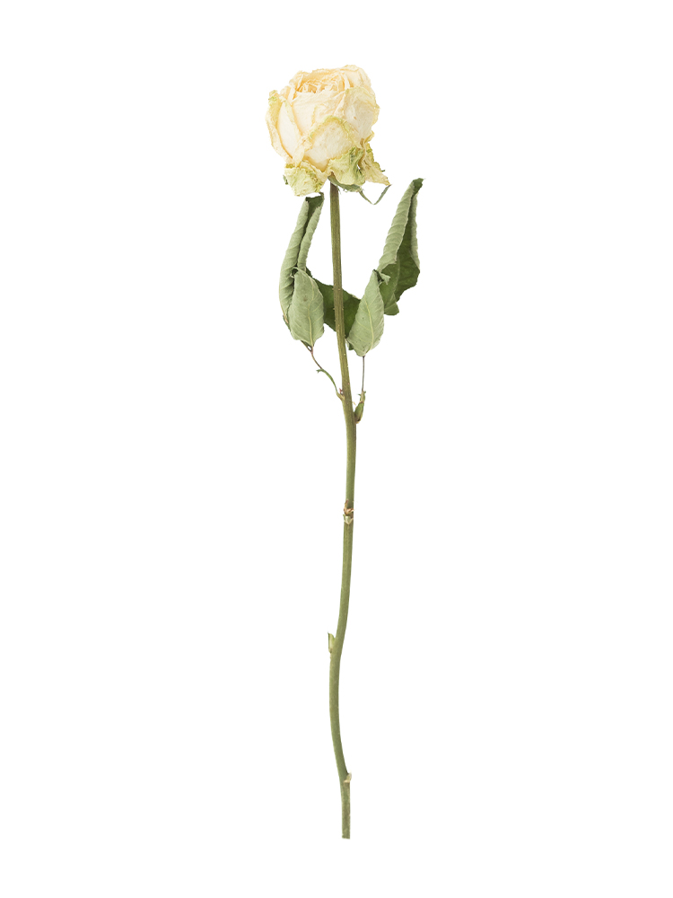 ドライ】バラ(白) 品種おまかせ【60cm】｜Flower Smith Market