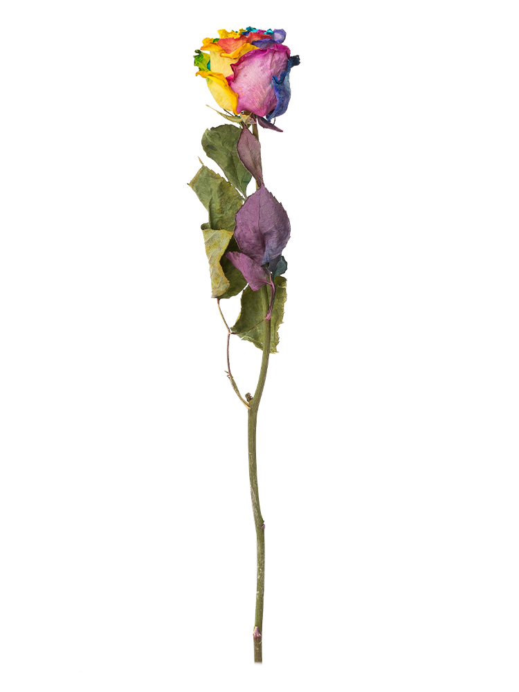 サエラ風 レース バスケット ハンドメイド 薔薇 ローズ ドライ】バラ レインボーローズ【60cm】｜Flower Smith Market