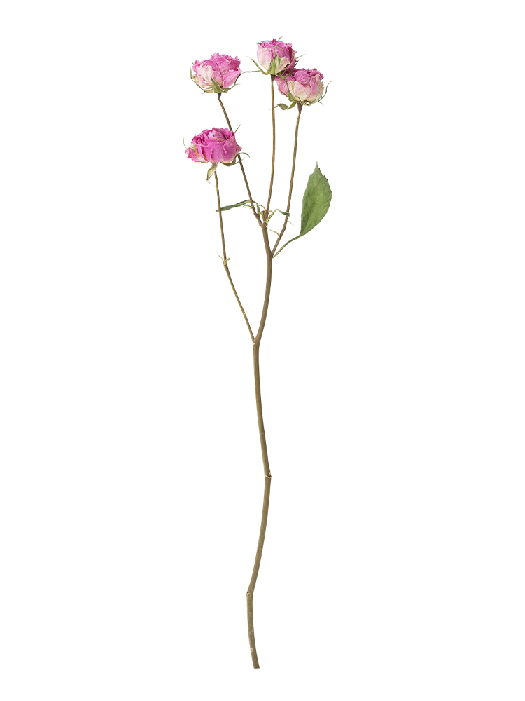 【ドライ】バラ(スプレー)　バンビーナ1本