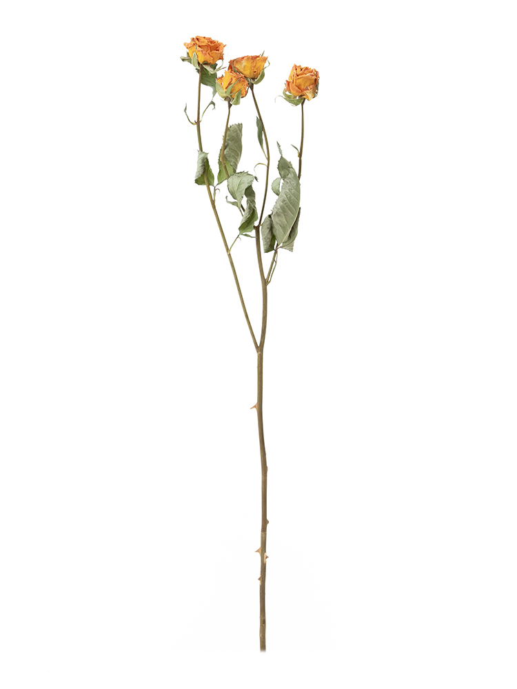 【ドライ】バラ(スプレー) シンディ1本