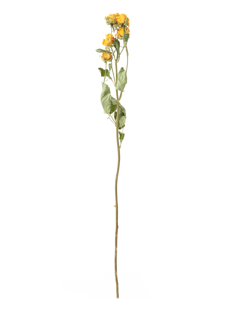 【ドライ】バラ・スプレー(黄)　品種おまかせ1本