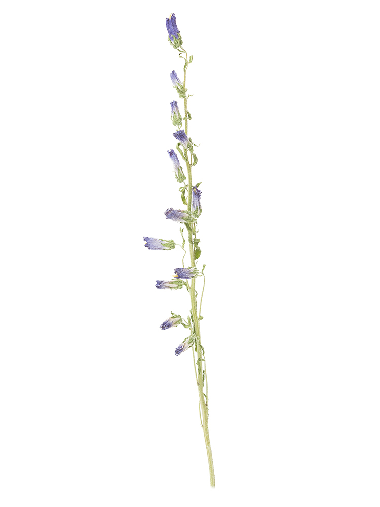 【ドライ】カンパニュラ(紫)　品種おまかせ1本