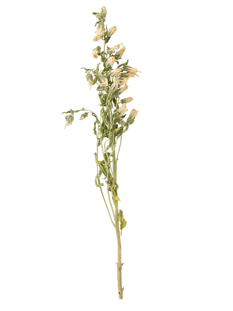 【ドライ】カンパニュラ(白)　品種おまかせ1本