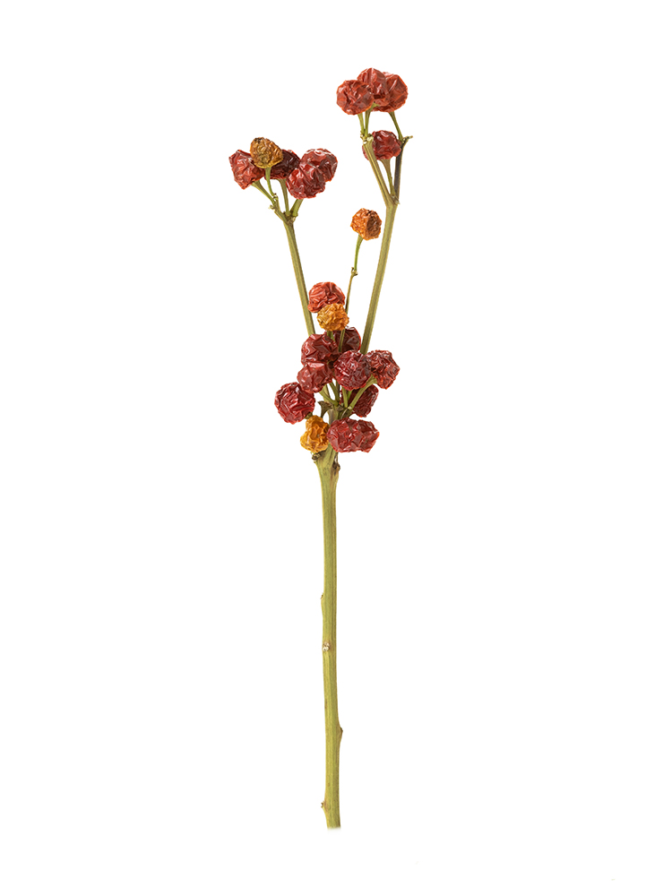 【ドライ】コニカル　ミックス1本