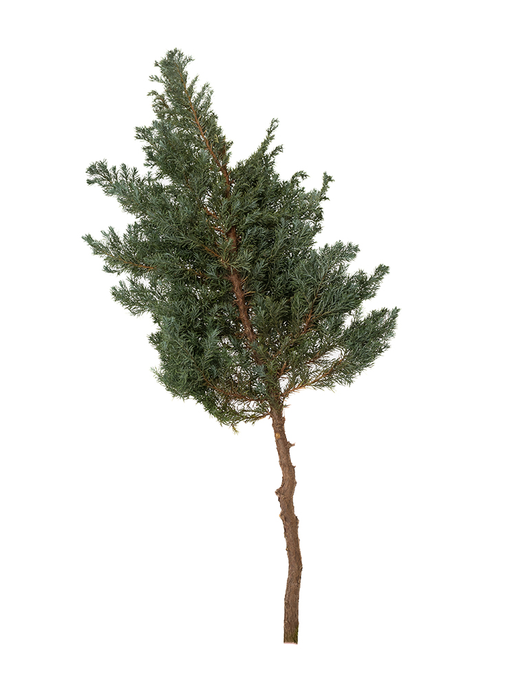 【ドライ】コニファー　ブルーバード1本