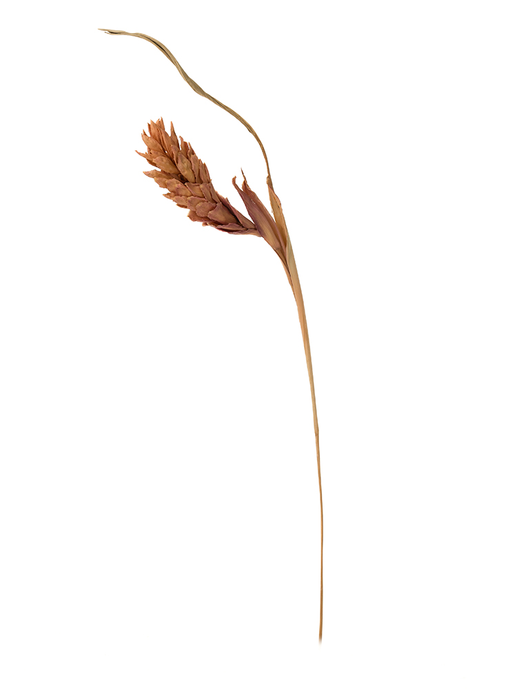 【ドライ】クルクマ(ピンク) 品種おまかせ1本