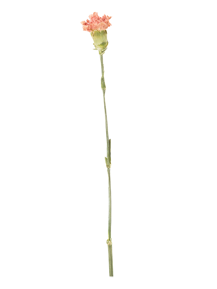 ドライ】カーネーション(オレンジ) 品種おまかせ【60cm