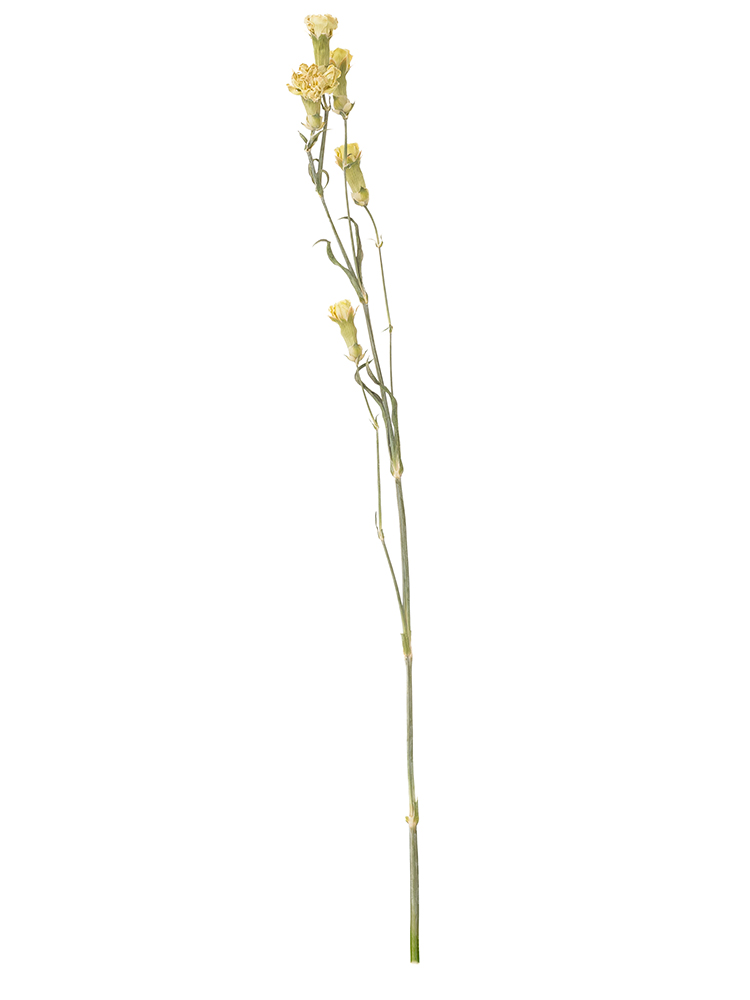 【ドライ】スプレーカーネーション ラゴス1本