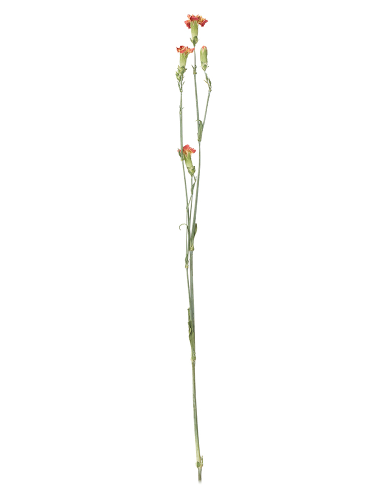 【ドライ】カーネーション・スプレー(オレンジ)　品種おまかせ1本