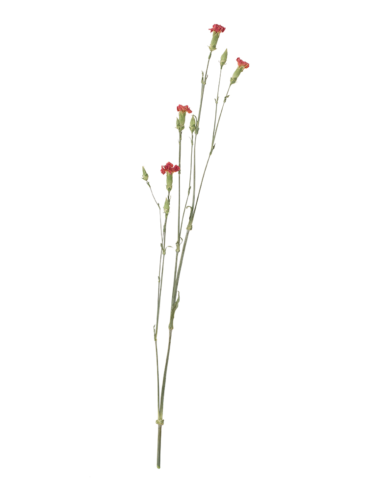 【ドライ】スプレーカーネーション オレンジカスタード1本