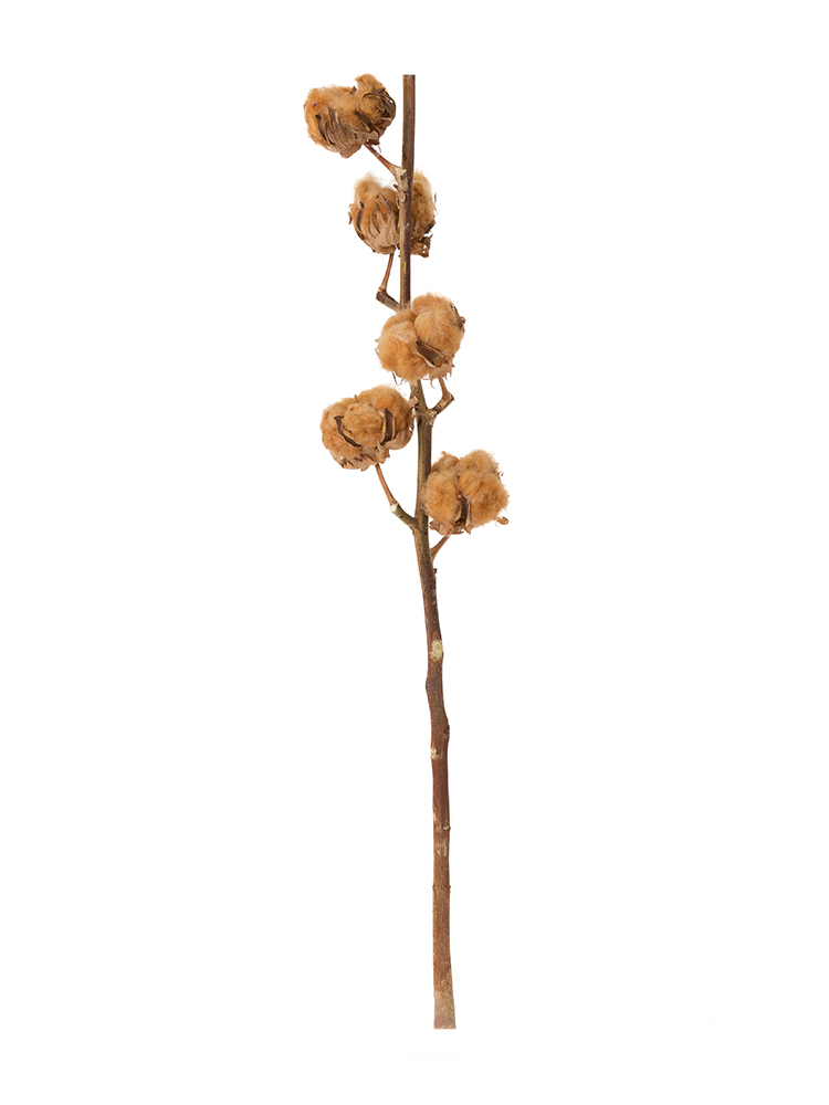 ドライ】コットンツリー 品種おまかせ【茶/60cm】|Flower Smith ドライ】コットンツリー 品種おまかせ【茶/60cm】|Flower Smith