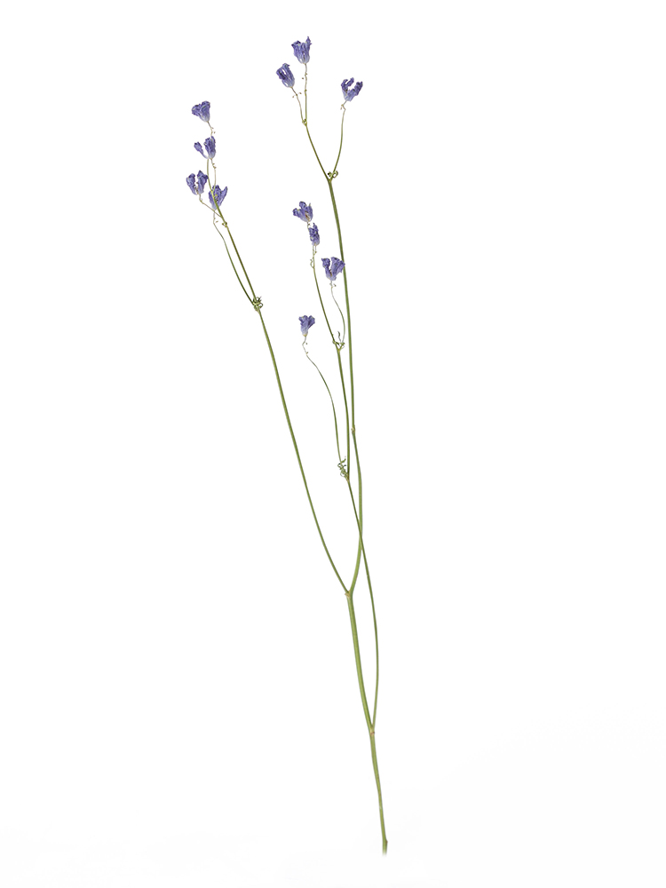 【ドライ】スプレーデルフィニウム　グランブルー1本