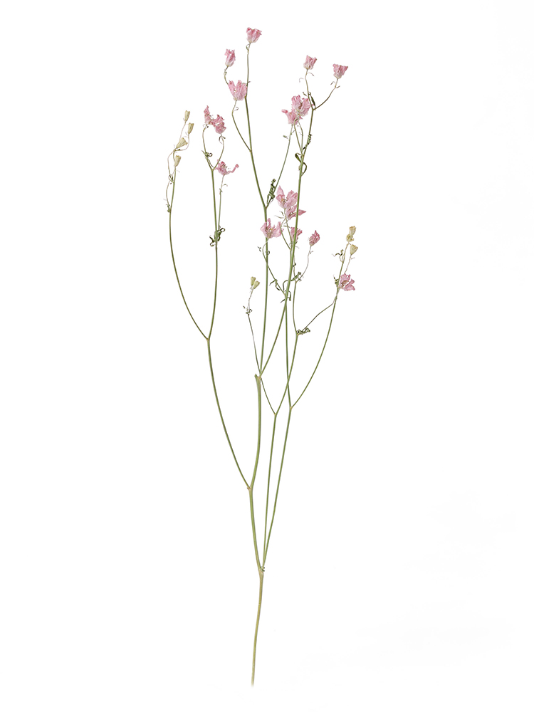 【ドライ】スプレーデルフィニウム スーパーハッピー1本